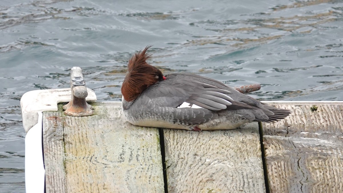 Common Merganser - ML615472293