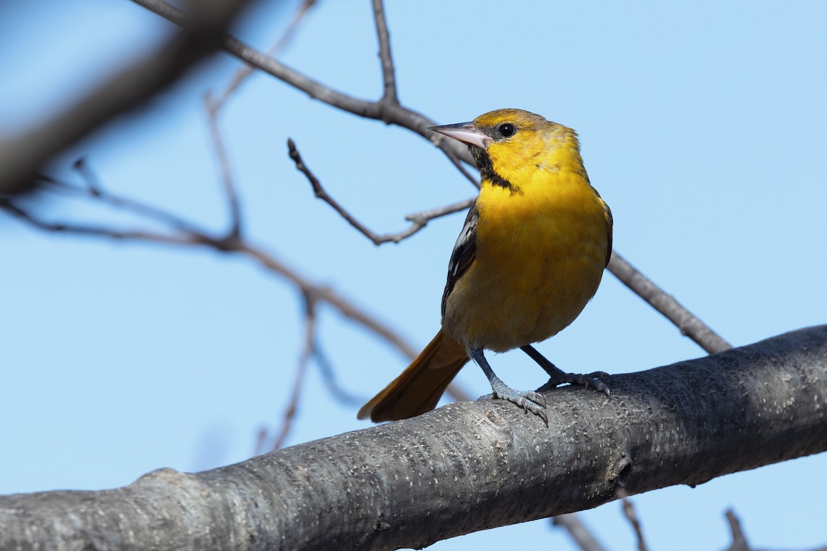 Bullock's Oriole - Cesar Ponce