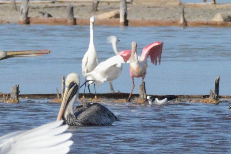 Roseate Spoonbill - ML615472374