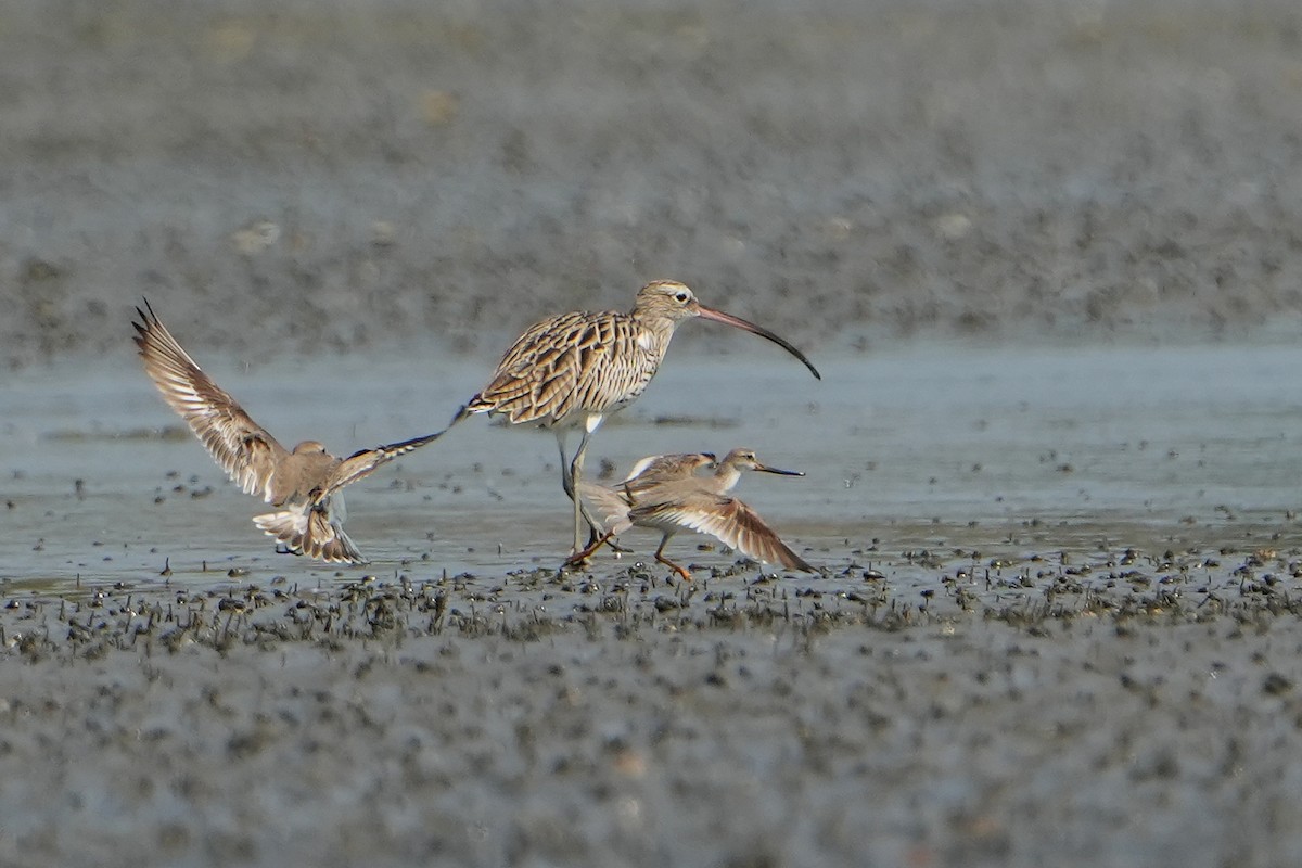 Eurasian Curlew - ML615472381