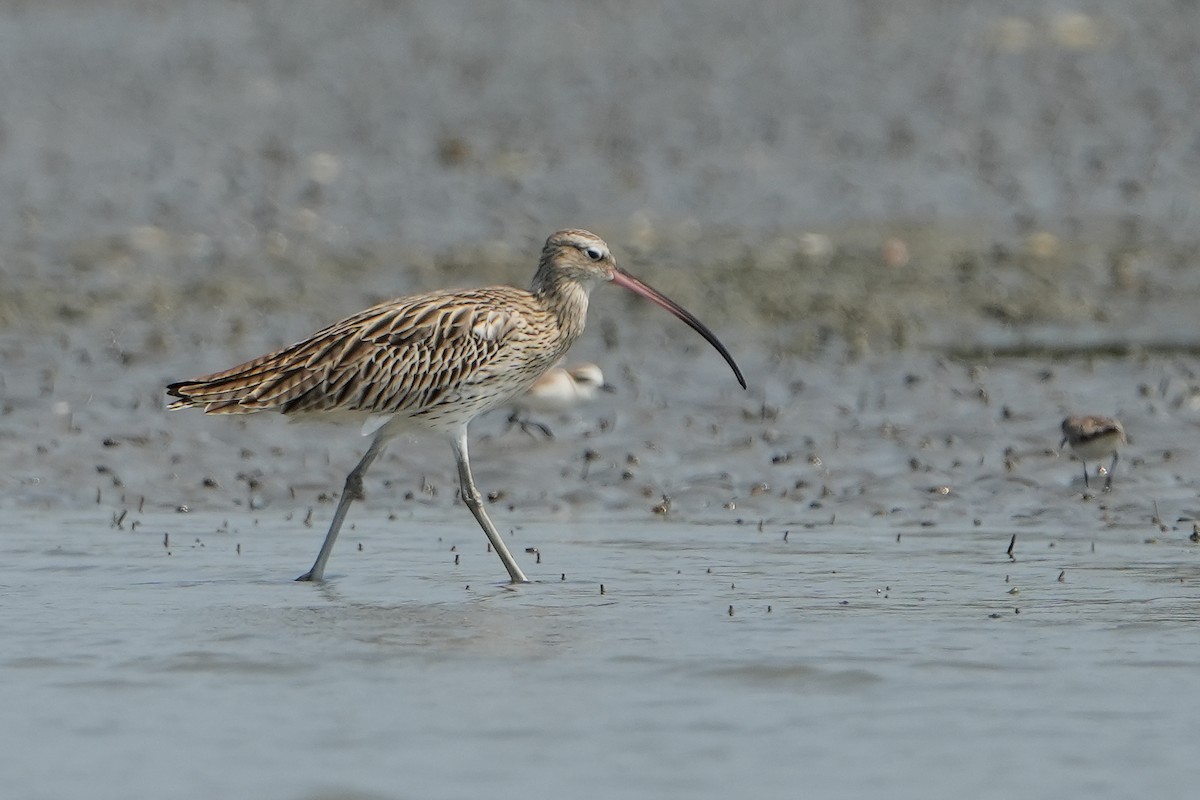 Eurasian Curlew - ML615472382