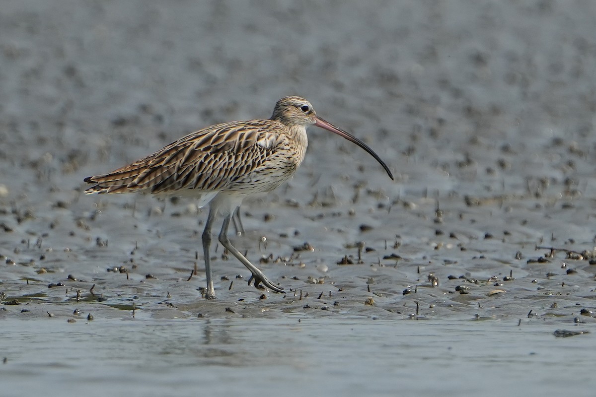 Eurasian Curlew - ML615472384