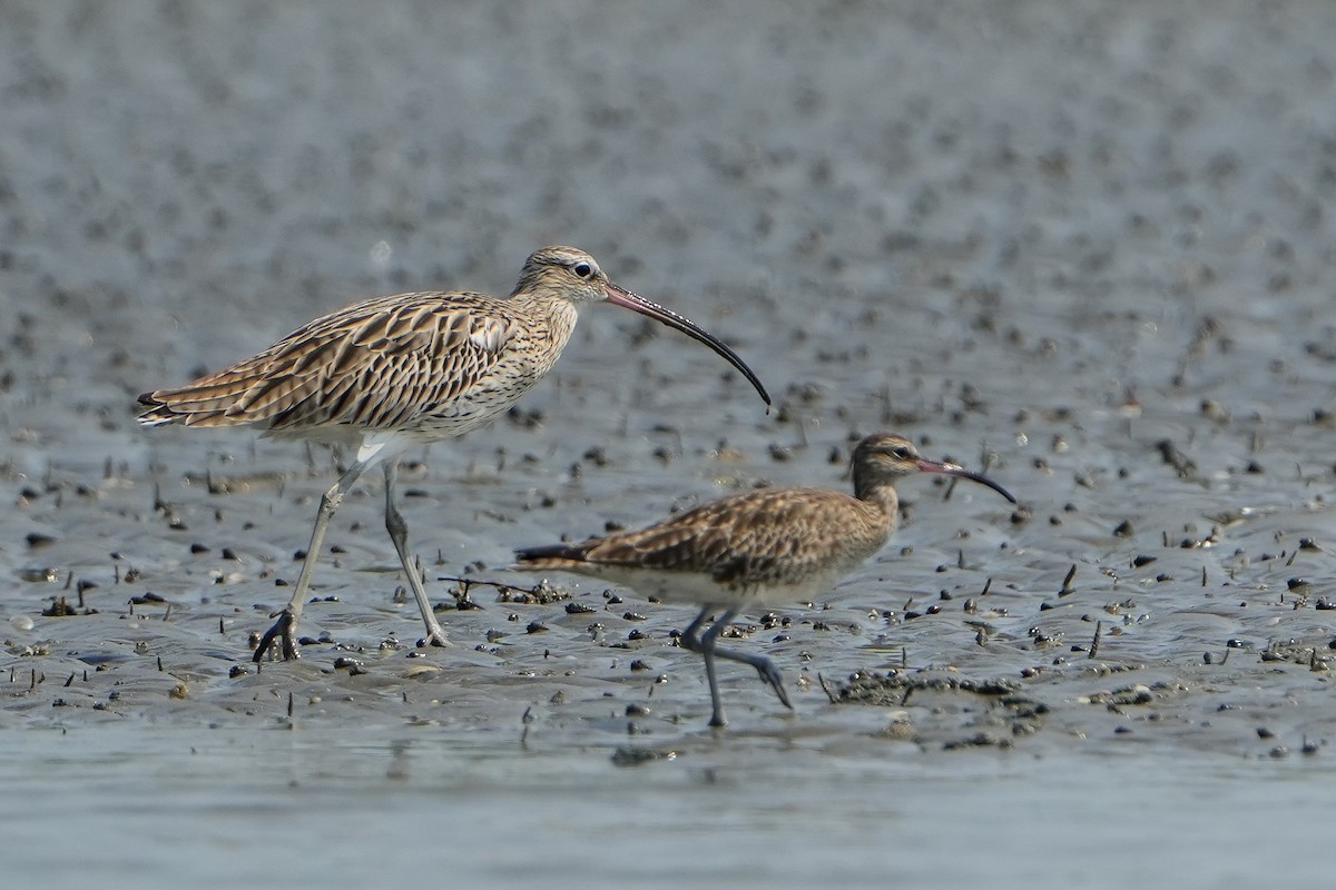 Eurasian Curlew - ML615472385