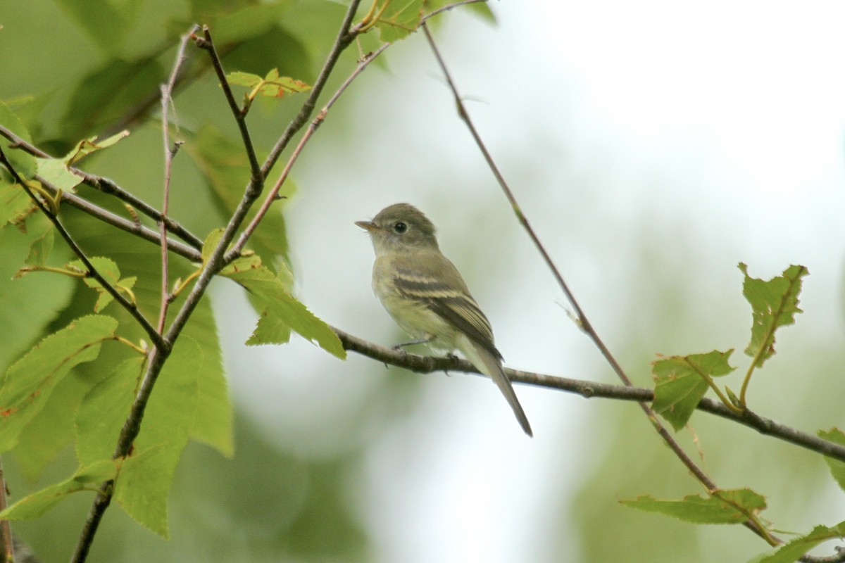 Least Flycatcher - ML615472416