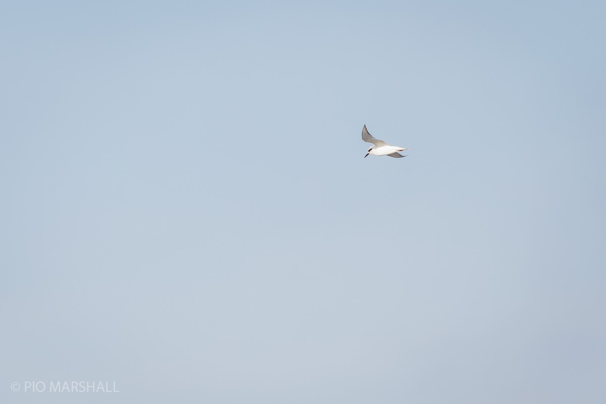 Snowy-crowned Tern - ML615472462