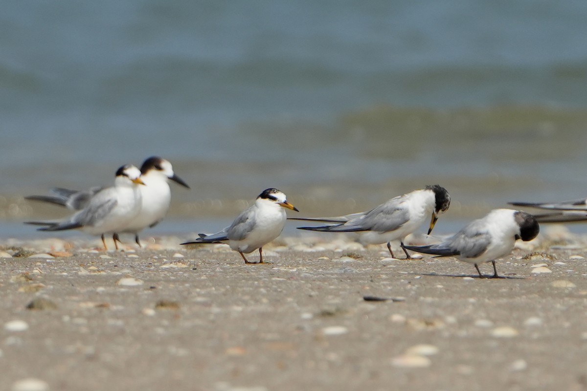 Little Tern - ML615472502