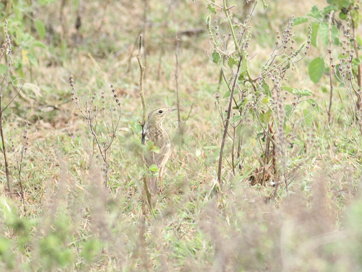 Blyth's Pipit - ML615472582