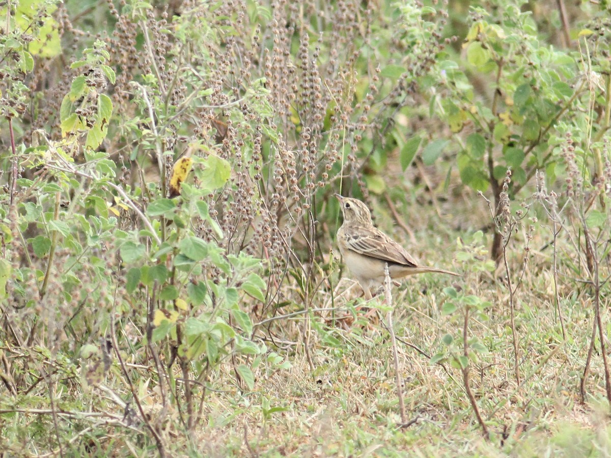 Blyth's Pipit - ML615472583