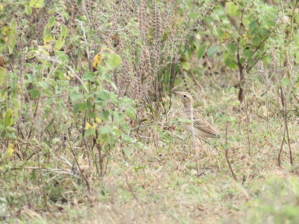 Blyth's Pipit - ML615472584