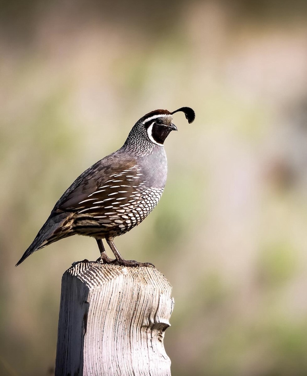 California Quail - ML615472592