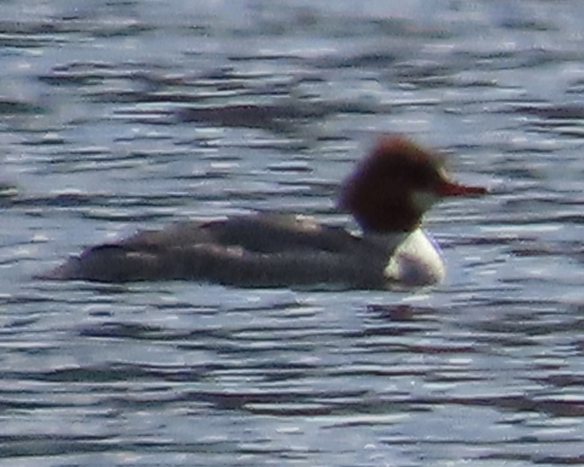 Common Merganser - Mary Beth Kooper