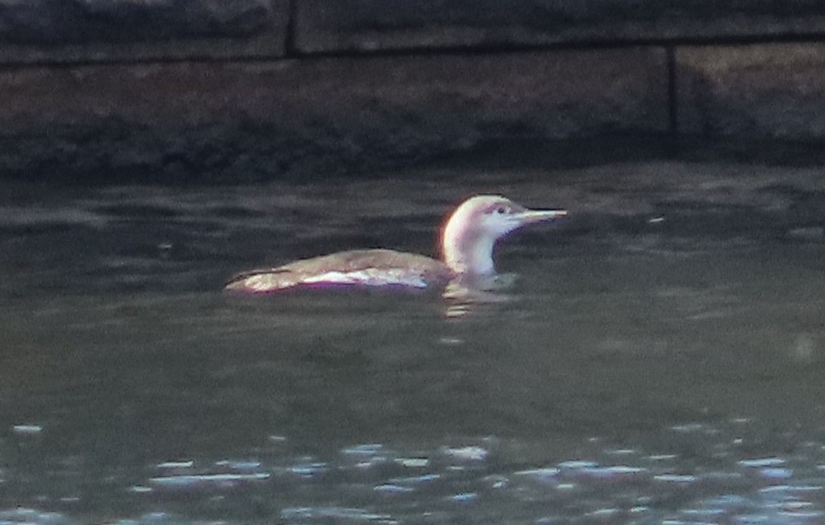 Red-throated Loon - Mary Beth Kooper