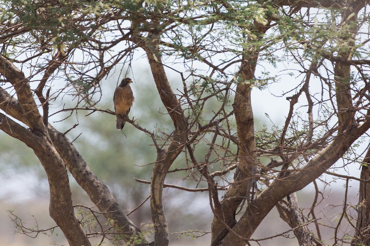 Grasshopper Buzzard - ML615472736