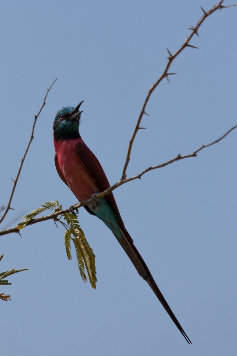 Northern Carmine Bee-eater - Anonymous