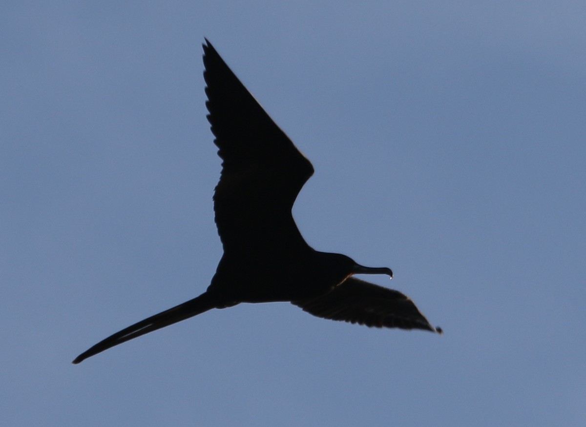 Magnificent Frigatebird - ML615472771