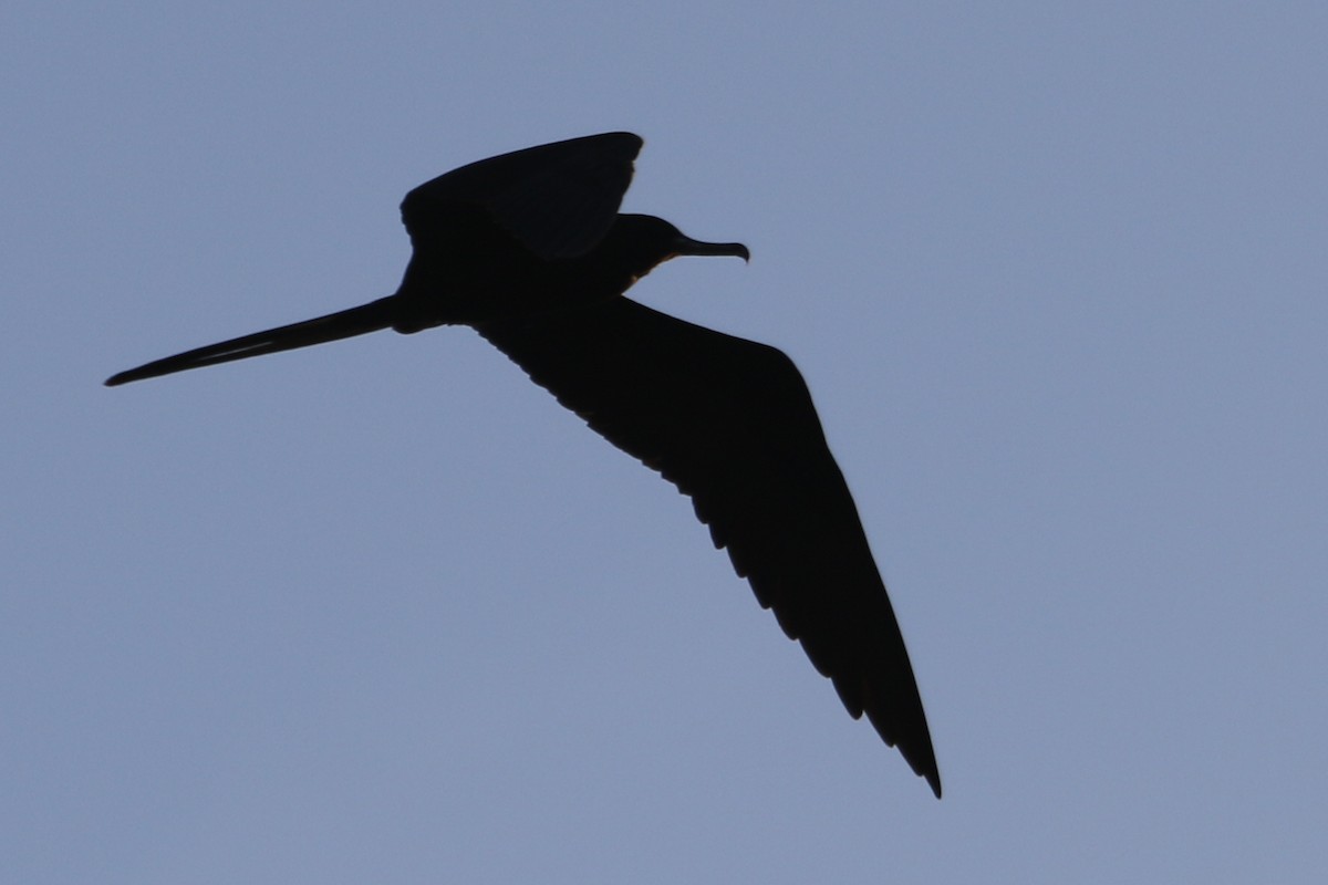 Magnificent Frigatebird - River Ahlquist