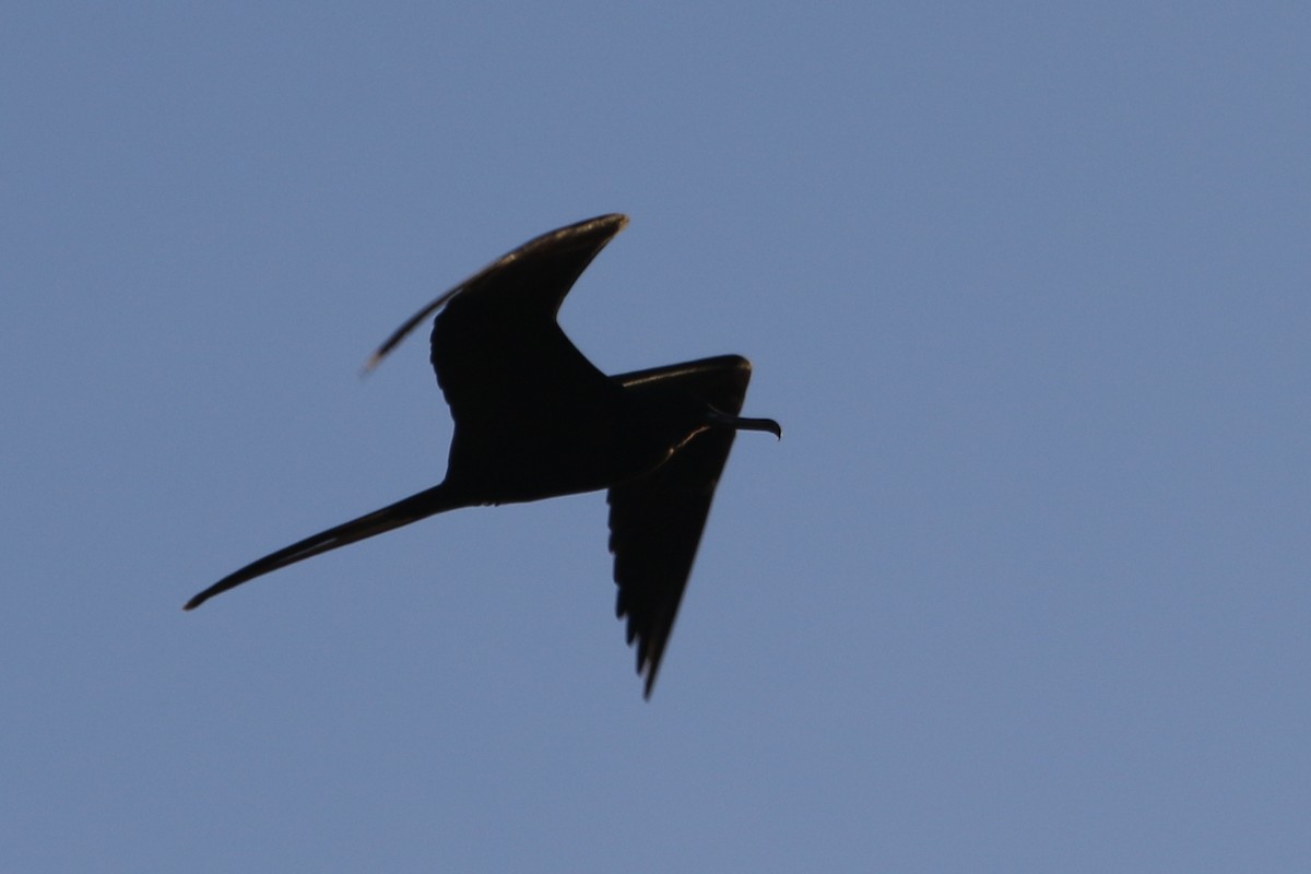 Magnificent Frigatebird - River Ahlquist