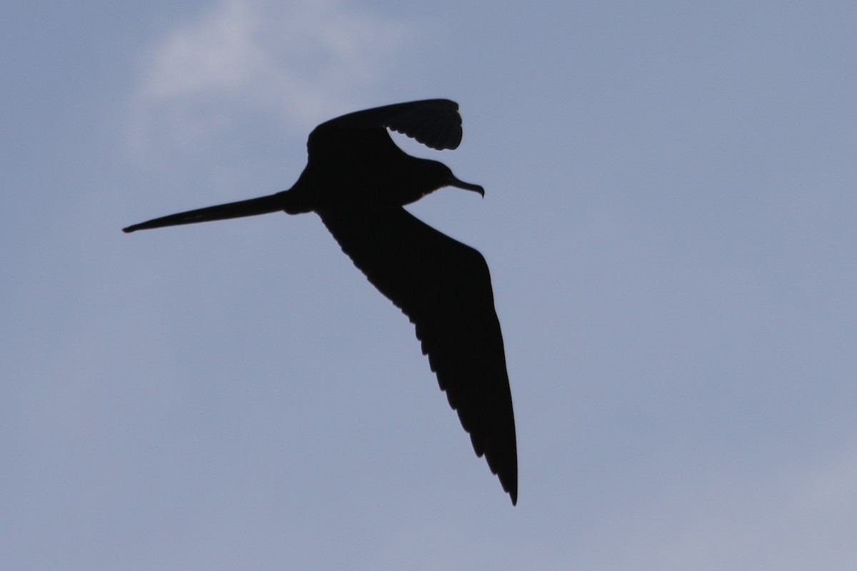 Magnificent Frigatebird - River Ahlquist