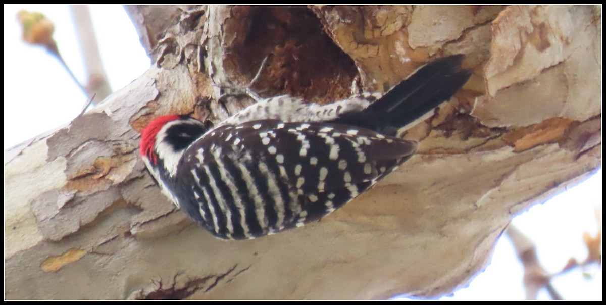 Nuttall's Woodpecker - ML615472818