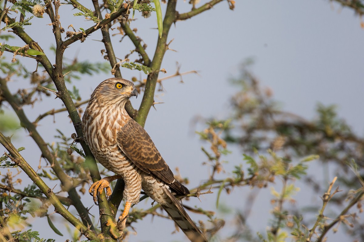 Gabar Goshawk - ML615472841