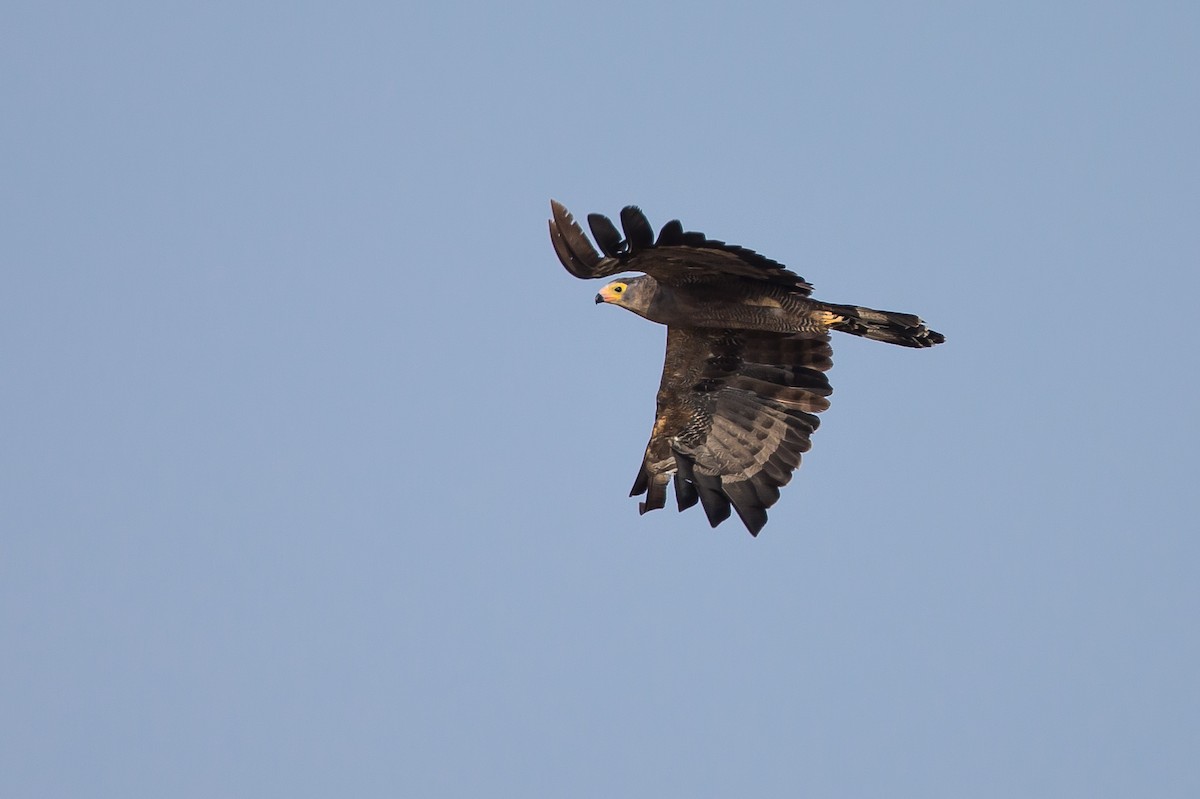 African Harrier-Hawk - ML615472862