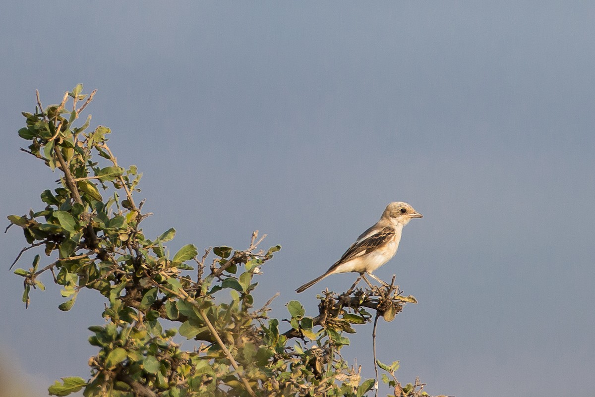 Isabelline Shrike - ML615472870