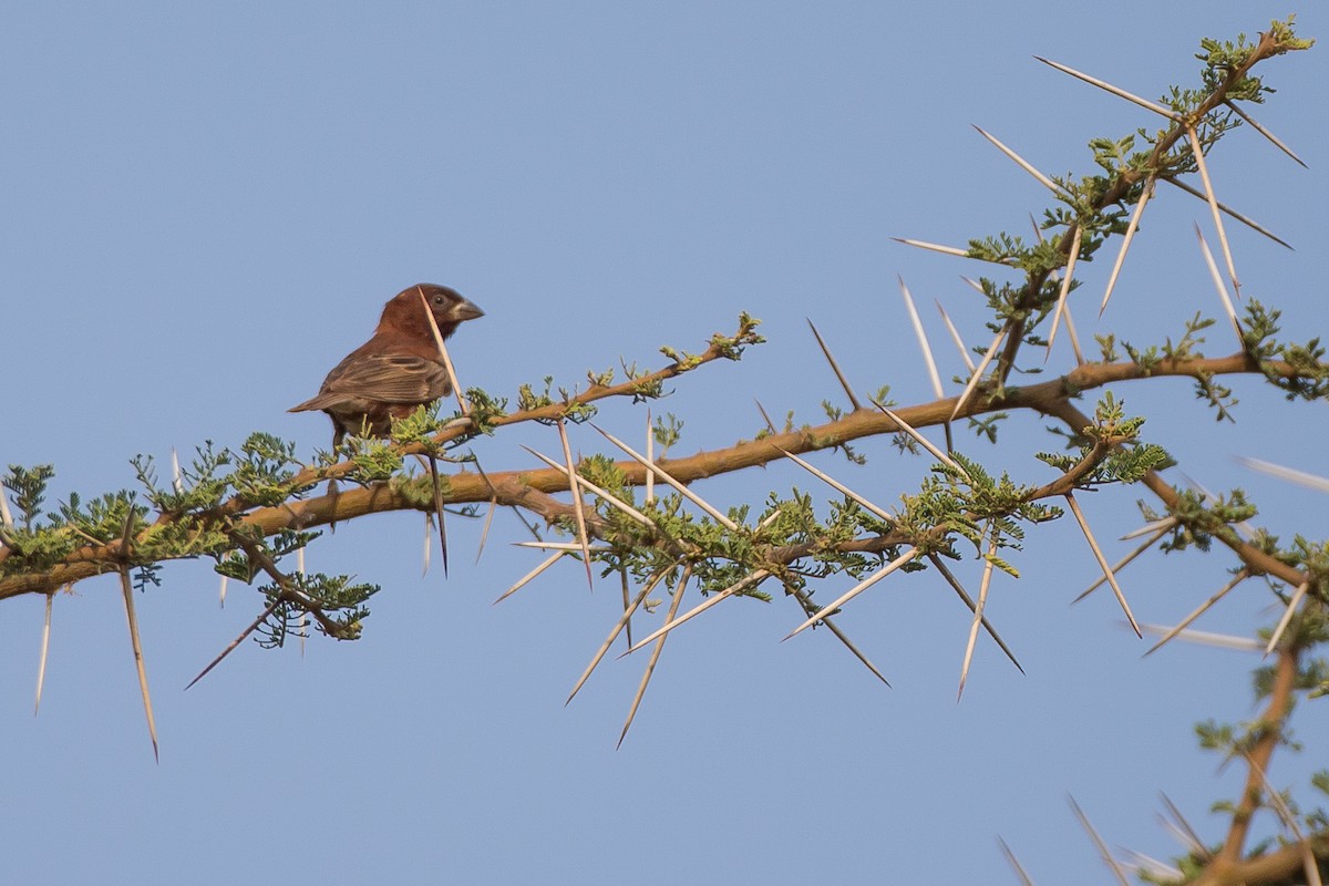 Chestnut Weaver - ML615472881