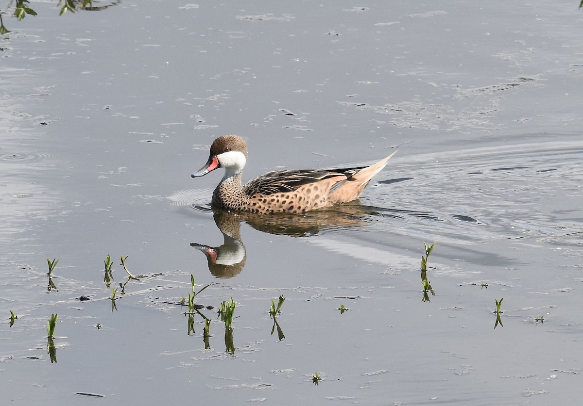 White-cheeked Pintail - ML615472887