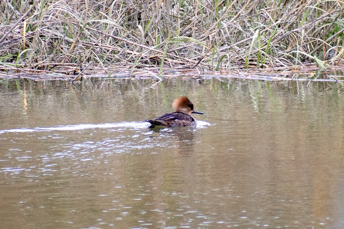 Hooded Merganser - Charles Donnelly