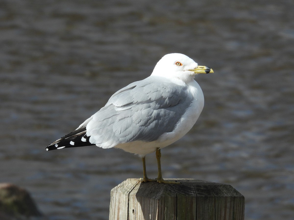 Ring-billed Gull - ML615472896