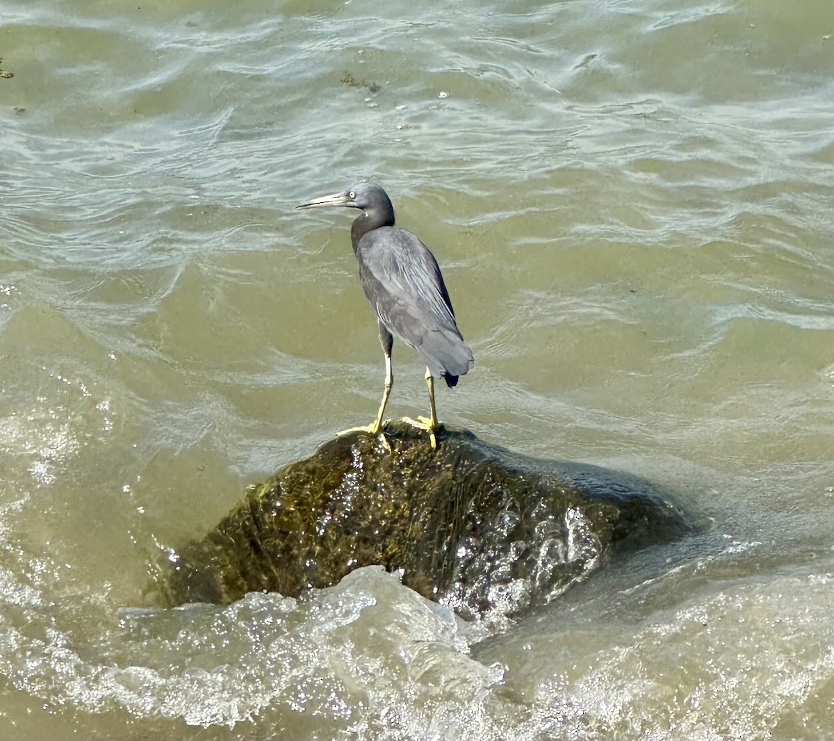 Pacific Reef-Heron - ML615472941