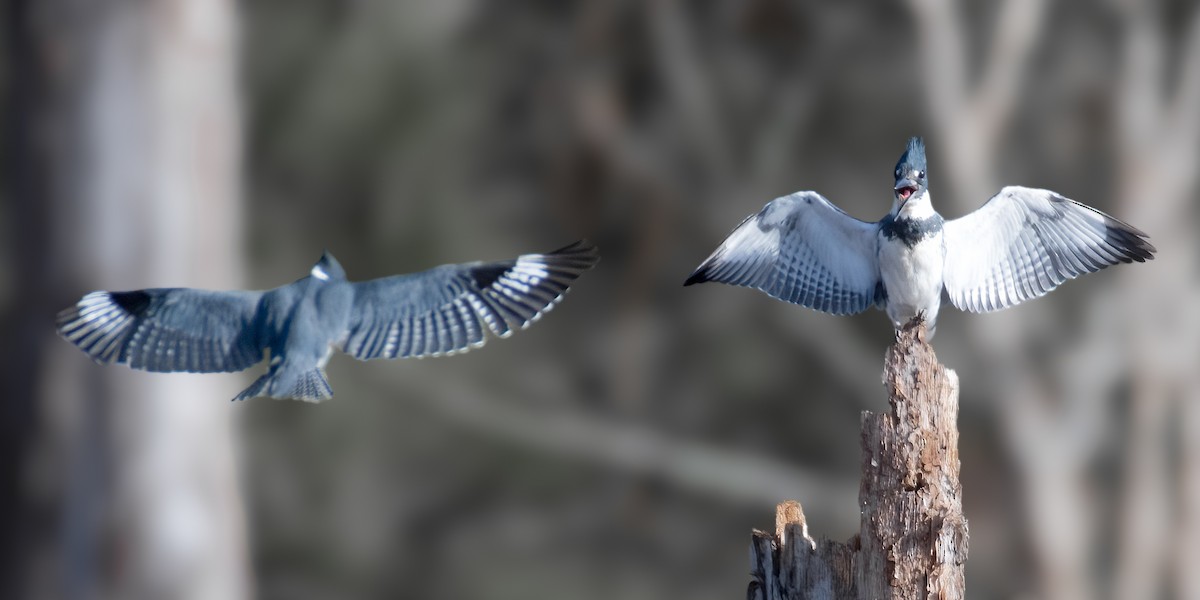 Belted Kingfisher - ML615473017