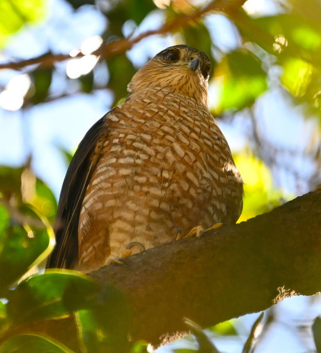 Sharp-shinned Hawk - ML615473216