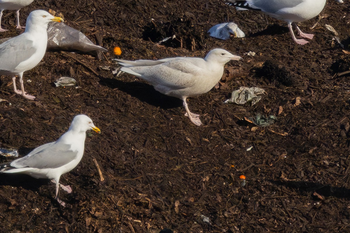 Glaucous Gull - Lance Runion 🦤