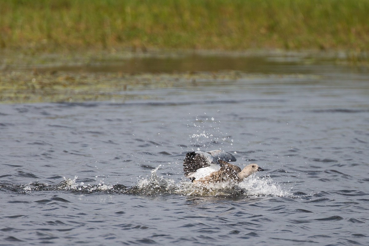 Blue-winged Goose - ML615473227