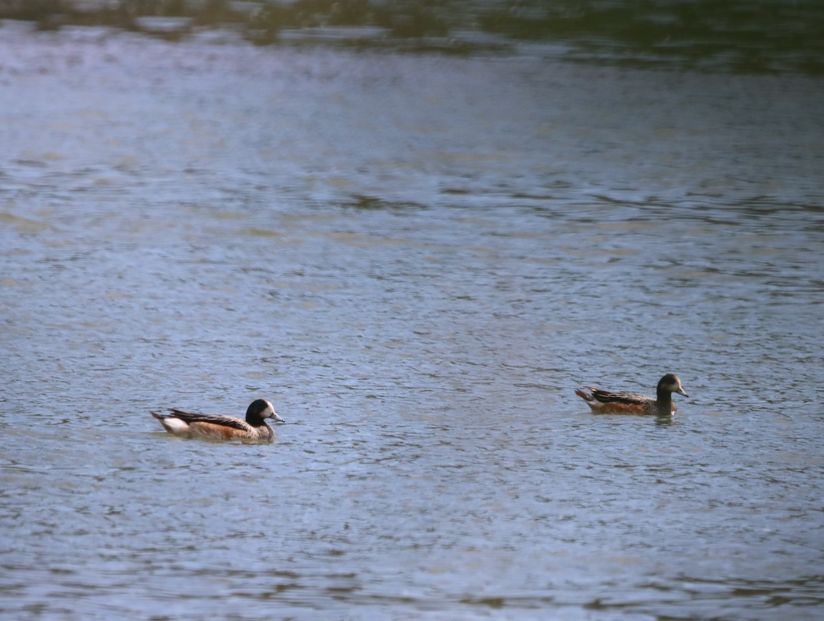 Chiloe Wigeon - ML615473285