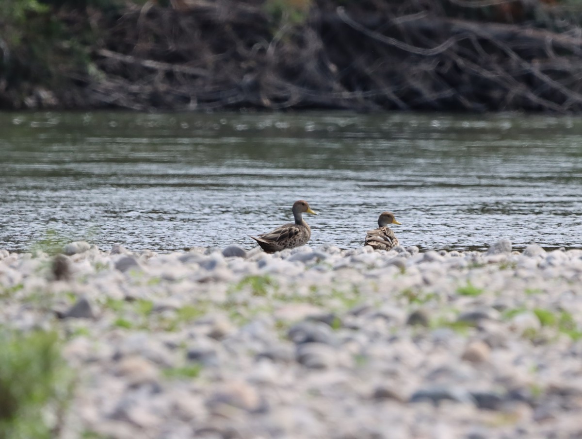 Yellow-billed Pintail - ML615473291