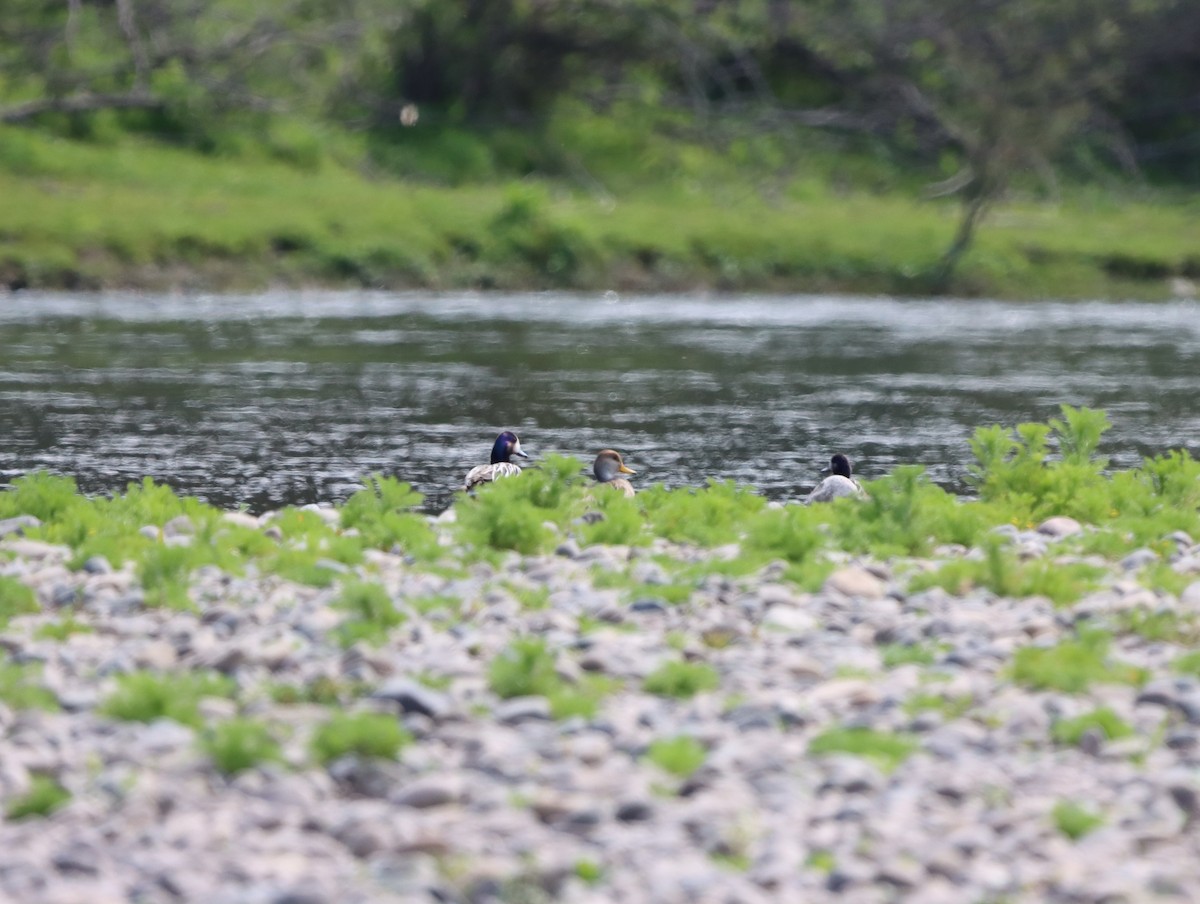 Chiloe Wigeon - ML615473315