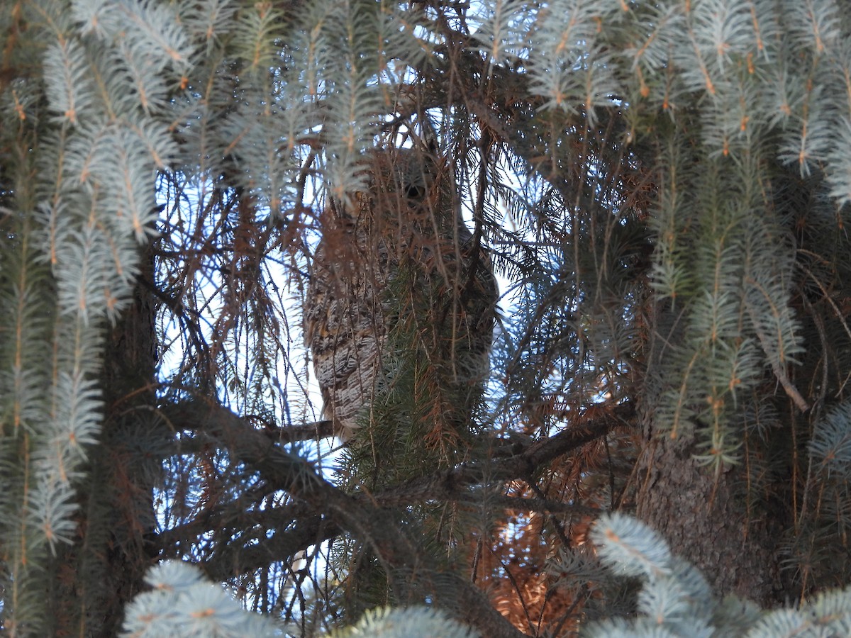 Great Horned Owl - ML615473391