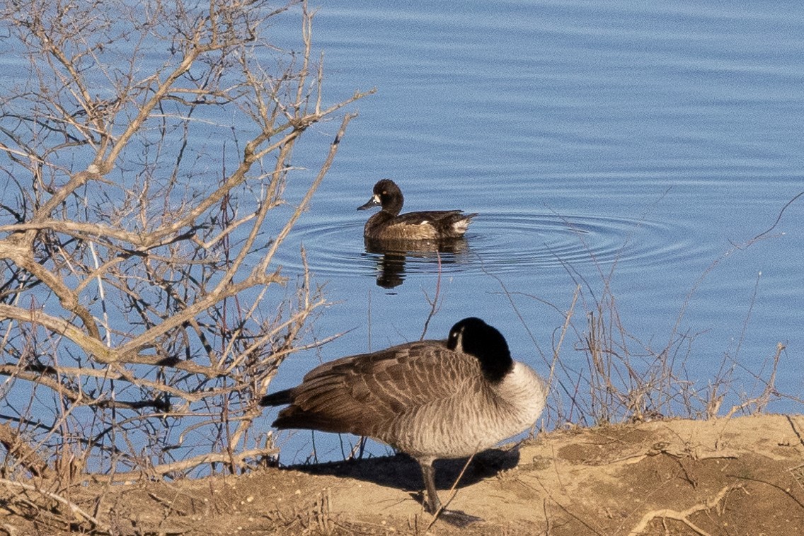 Lesser Scaup - ML615473400