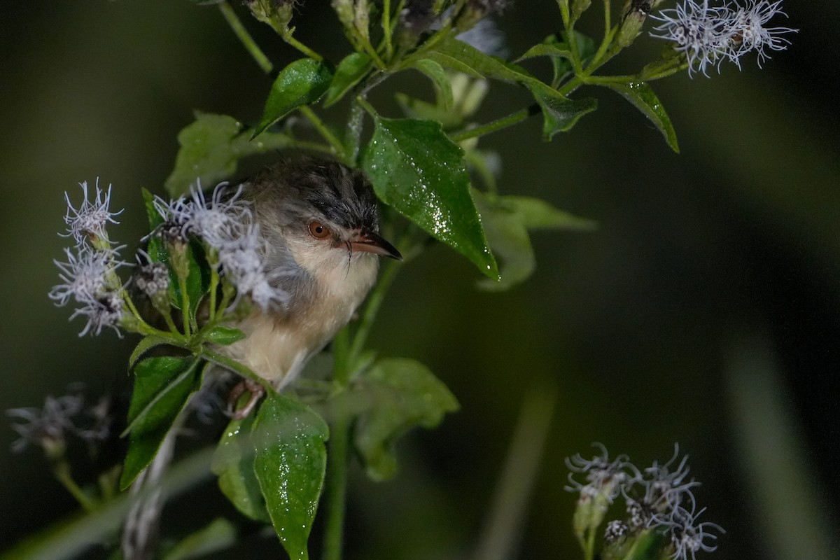 Rufescent Prinia - ML615473417