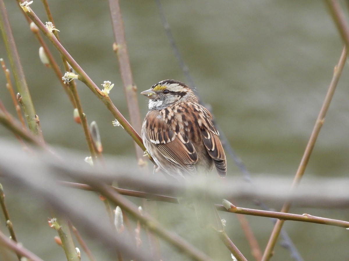 White-throated Sparrow - ML615473444