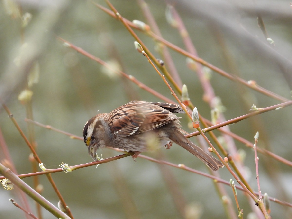 White-throated Sparrow - ML615473445