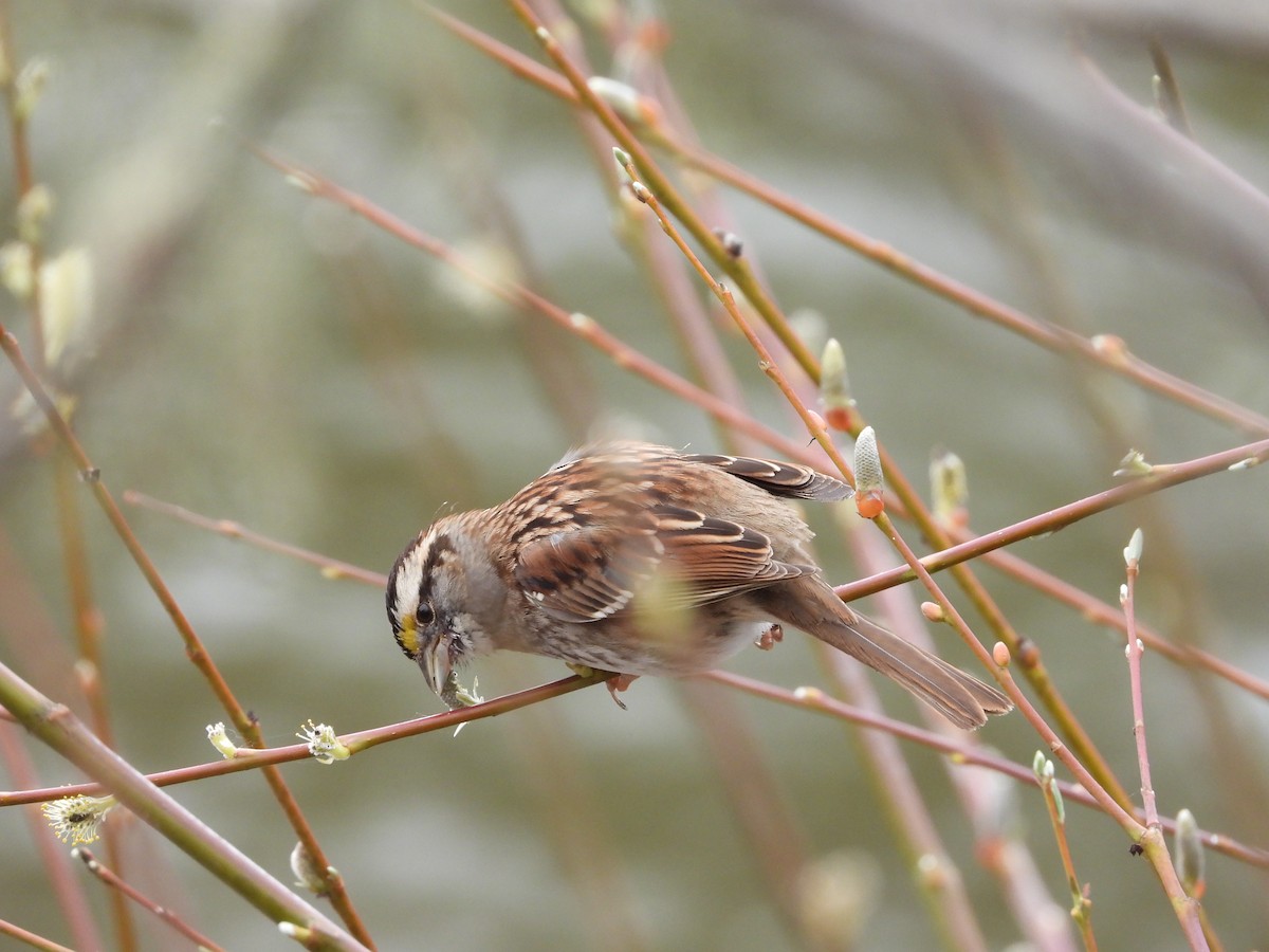 White-throated Sparrow - ML615473446