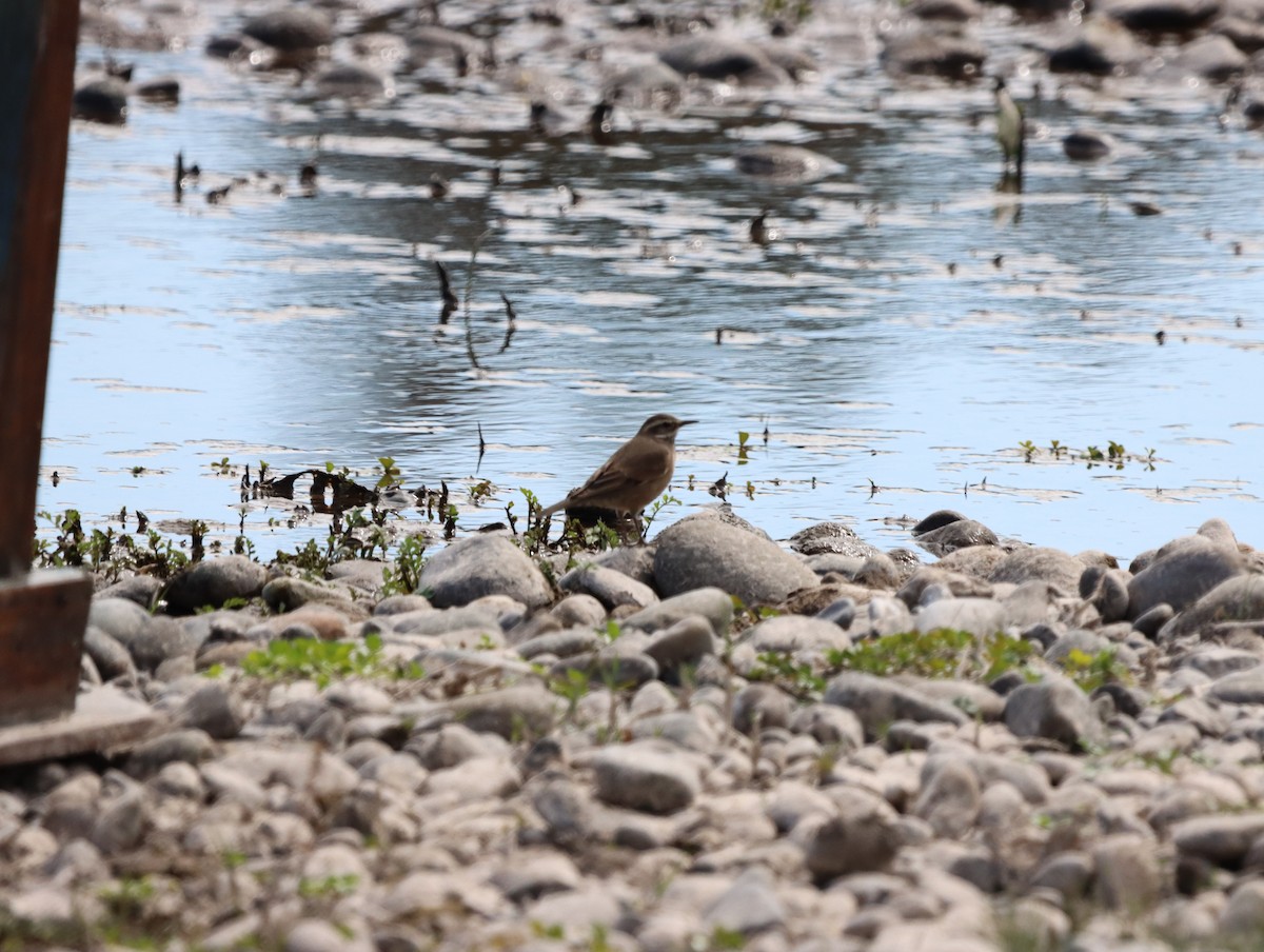 Buff-winged Cinclodes - ML615473466