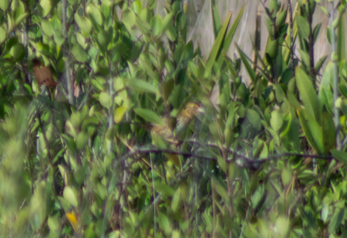 Henslow's Sparrow - ML615473475