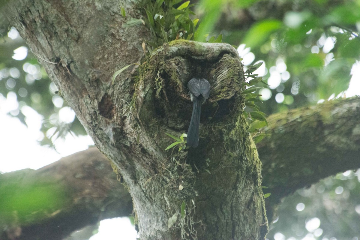 Western/Eastern Dwarf Hornbill - ML615473497