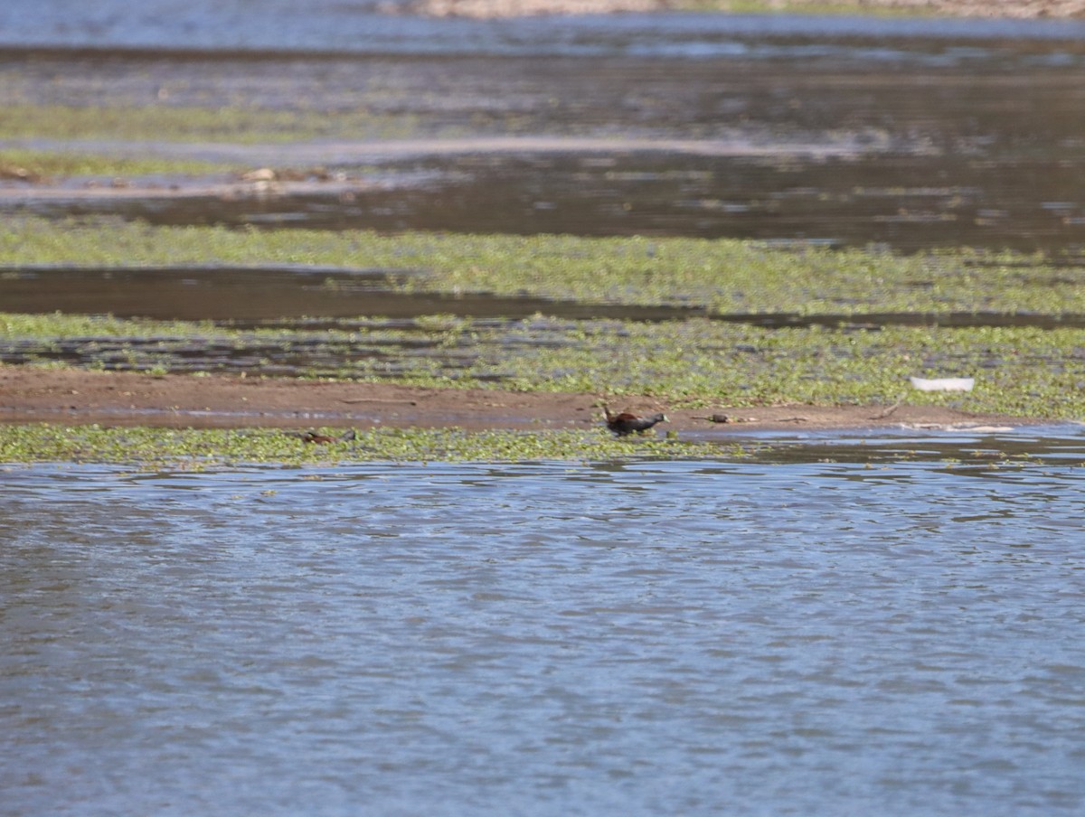 Spot-flanked Gallinule - ML615473562