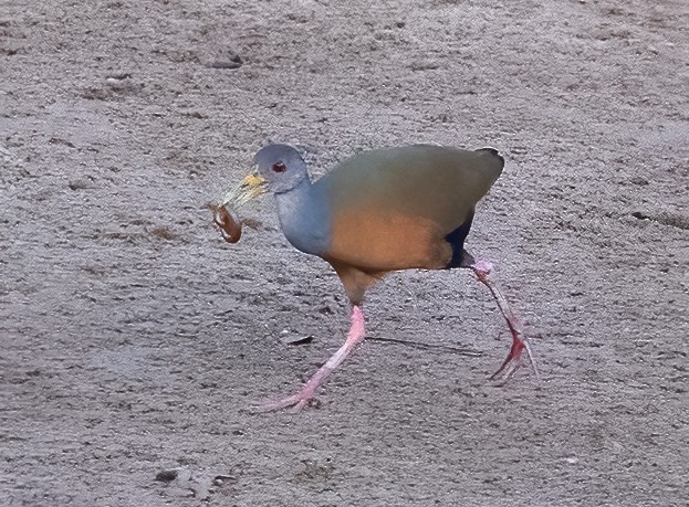Gray-cowled Wood-Rail - ML615473628