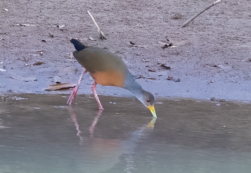 Gray-cowled Wood-Rail - ML615473629